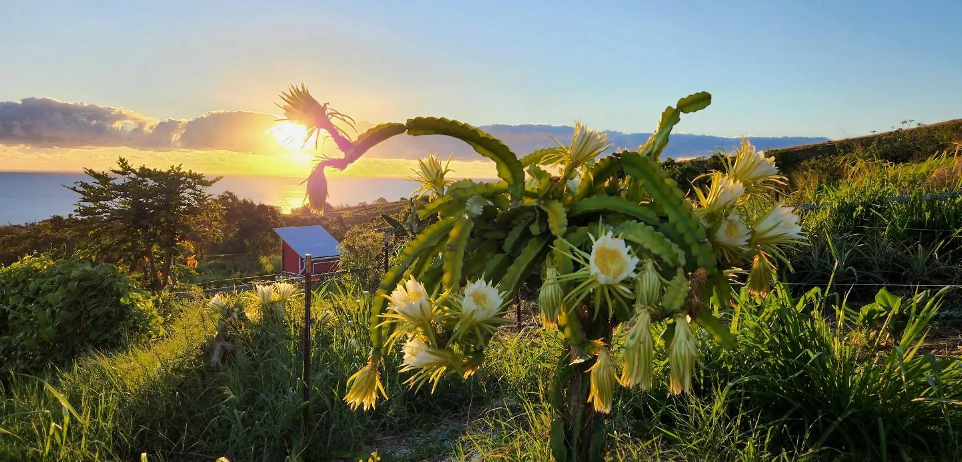 Sunrise Farm Cottage II - 180 Degree Oceanviews Stargazing Whale Watching On Hamakua Coast Hawaii Papaaloa  0*, Papaaloa (Hawaii)